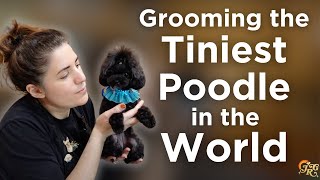 I Groomed the Tiniest Poodle in the World [upl. by Henka]