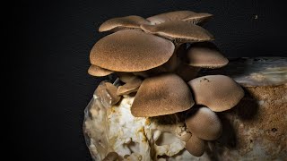 Pleurotus eryngii mushroom growing in 15 days [upl. by Hakeber350]