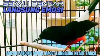 LANGSUNG EMOSI‼️KETREKAN Jitu Murai Ngriwik PANCING Emosi  Sekali Putar Murai [upl. by Bruis516]