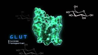 GLUT 1 Transporter of Glucose Protein [upl. by Althea]