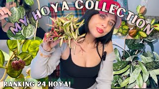 Ranking My ENTIRE Hoya Collection🪴👀 24 Different Species [upl. by Benge]