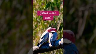 Galahs in the wild birds wildlife shorts [upl. by Eimat622]