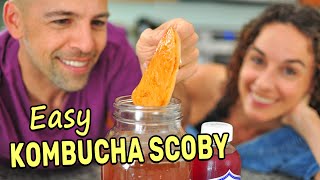 Making a Kombucha Scoby from Scratch SPOILER Its super easy [upl. by Irihs]