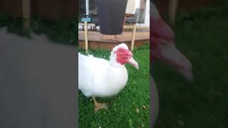 What sound does a Muscovy duck make quot the quackless duck quot [upl. by Eiralam275]