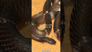 Datos y curiosidades sobre las serpientes Bungarus Kraits [upl. by Alburg]