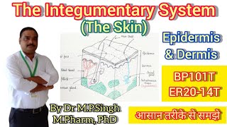 The Integumentary System  Skin Structure  Epidermis amp Dermis  Human Anatomy amp Physiology  BP101T [upl. by Eelarat553]