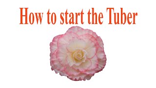 How to Start Tuberous Begonias in the Spring [upl. by Lindi]