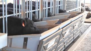 How we made feed troughs for our cattle [upl. by Aggi]