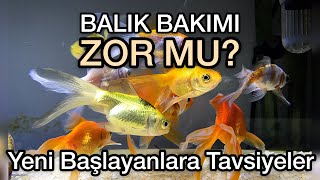 Balık Bakımı Zor Mu Yeni Başlayanlar İçin [upl. by Les]