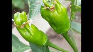 âŸ¹ Pepperoncini Pepper 2 Capsicum annuum longum PICK WHEN GREEN [upl. by Malvina]