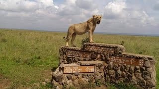 mating lions [upl. by Joellen]