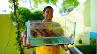 Fish Tank இவ்ளோ அழுக்கா அசிங்கமா இருந்தா இதை தான் பண்ணுவேன்  My Fish Tank Cleaning Trick [upl. by Crystie280]