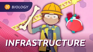 Animal Infrastructure Why You’re More Than Goo Crash Course Biology 44 [upl. by Leitao]