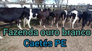 Lote de novilhas leiteira entre 5 a 7 meses de prenhez na fazenda ouro branco Caetés PE [upl. by Shornick872]