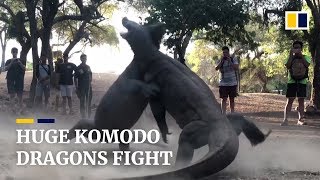 Two huge Komodo dragons fight on Indonesian island [upl. by Anhavas]