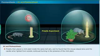 Air and Photosynthesis  Nutrition Class 10 Biology  Priestley Experiment [upl. by Sanfo89]