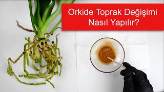 Orkide Saksı Değişimi Nasıl Yapılır Ne Zaman Yapılmalı  Orkide Toprak Değişimi Rehberi [upl. by Branden]