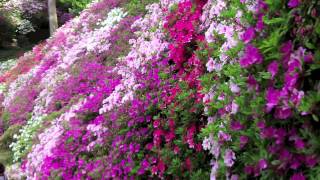 A Japanese azalea garden Daikozenji quotTsutsuji Teraquot [upl. by Nelyaw]