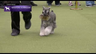 Miniature Schnauzers Breed Judging 2023 [upl. by Adelina]