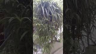 Home dikor ☘️ plantviralvideo [upl. by Ilan828]