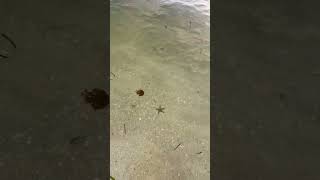 sanibelisland starfish Starfish crystal clear water [upl. by Kellie]