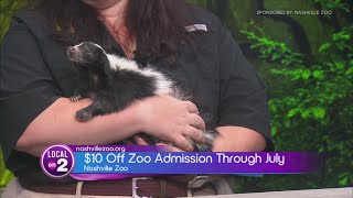 Nashville Zoo Rosemary The Skunks Sweet Deal [upl. by Euqinu]