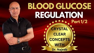 Fed State  Blood Glucose Regulation Part 12 [upl. by Elehcir]