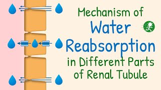 Water Reabsorption in the Renal Tubule  Aquaporin Water Transport Mechanism of Water Reabsorption [upl. by Lahcar698]