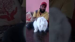 Angora rabbit 🐰 available in Ambala cantt [upl. by Mccarthy505]