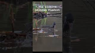 African Finfoot birds shorts [upl. by Liamaj214]