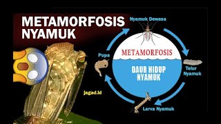 Daur Hidup Nyamuk  Proses Metamorfosis Sempurna [upl. by Ardnala806]