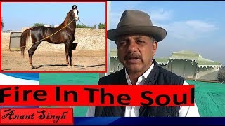 मारवाड़ी घोड़ा क्यों भारी विदेशी घोड़े पर Thoroughbred Horse Vs Indian Marwari Horse Horse Video घोड़ा [upl. by Haram824]