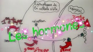 Le système endocrinien Les hormones [upl. by Panaggio]