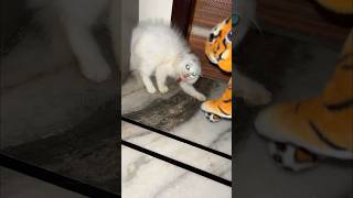 Baby kitten scared by fake tiger cat shorts [upl. by Aihsile]