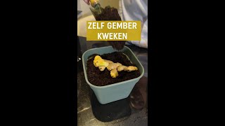 Zelf gember kweken zo doe je dat  Pokon [upl. by Aikaz]