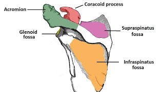 scapula bone anatomy 3d  anatomy of scapula bone  attachments anatomy  bones of upper limb [upl. by Ysnat]