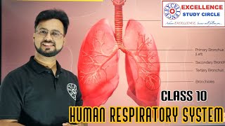 Human Respiration cbse class 10 science life processes [upl. by Kattie]