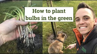 How to plant spring bulbs in the green [upl. by Mackler]