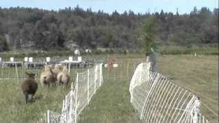 Sheep run to eat bamboo [upl. by Edita667]