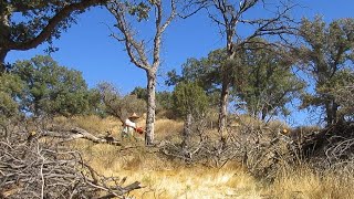 Felling Two Dead Oak Trees by the Road  Firewood Farrago [upl. by Natsirc]