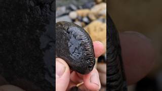 Peronoceras ammonite fossil find on the Yorkshire Jurassic coast fossilhunting [upl. by Laeria]