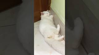 leo sleeping cute shortvideo lioncat ytshorts [upl. by Htederem301]