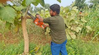 Hasqvarna 445 chainsaw easy woodcutting in the farm  पेड़ काटने वाला मशीन [upl. by Hertz]