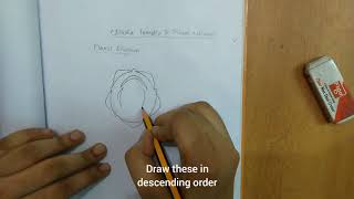 How to draw floral diagram of Clitoria ternatea and Pisum sativum [upl. by Eecyal413]