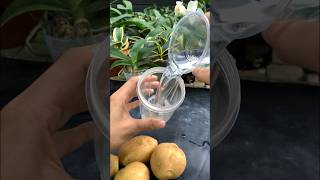 Watering orchids with potatoes helps them take root quickly tips gardening [upl. by Emlynn]