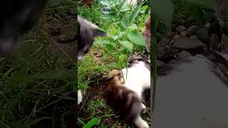 Detikdetik anak kucing menampar ikameraku  video lama saat anak kucing bersama induknya [upl. by Illa]