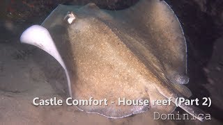 Dominica  Night dive house reef  Comfort Castle [upl. by Proud]