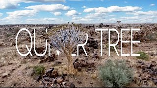 QUIVER TREE  KEETMANSHOOP [upl. by Yahsed]