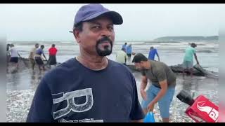 Bumper catch Fishermen return with their fishing rapon at Caranzalem beach [upl. by Shippee]