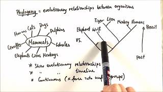 AS Biology  Phylogeny OCR A Chapter 103 [upl. by Dyer575]